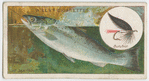 The sea trout (Salmo trutta).