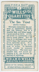 The sea trout (Salmo trutta).