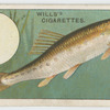 The minnow (Leuciscus phoxinus).