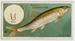 The minnow (Leuciscus phoxinus).