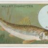 The gudgeon (Gobio fluviatilis).