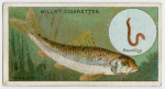 The gudgeon (Gobio fluviatilis).