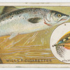 The salmon (Salmo salar).