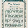 The salmon (Salmo salar).