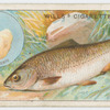 The chub (Leuciscus cephalus).