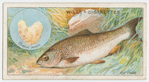 The chub (Leuciscus cephalus).