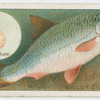 The roach (Leuciscus rutilus).