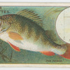 The perch (Perca fluviatilis).