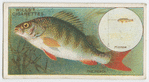 The perch (Perca fluviatilis).