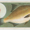The common bream (Abramis brama).