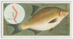 The common bream (Abramis brama).