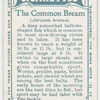The common bream (Abramis brama).
