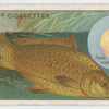The carp (Cyprinus carpio).