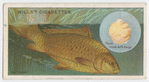 The carp (Cyprinus carpio).