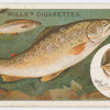 The brown trout (Salmo fario).