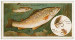 The brown trout (Salmo fario).