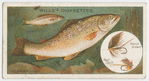 The brown trout (Salmo fario).