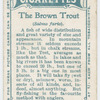 The brown trout (Salmo fario).