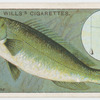 The wrasse (Labrus).