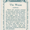 The wrasse (Labrus).