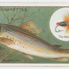 The grayling (Salmo thymallus).