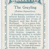 The grayling (Salmo thymallus).