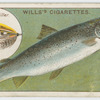 The bull trout (Salmo eriox).