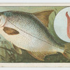 The silver bream (Abramis blicca).