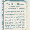 The silver bream (Abramis blicca).