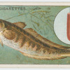 The burbot (Lota vulgaris).