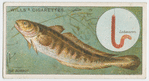 The burbot (Lota vulgaris).