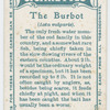 The burbot (Lota vulgaris).