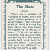 The skate (Raia).