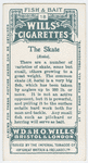 The skate (Raia).