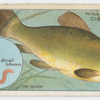 The tench (Tinca vulgaris).