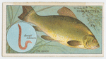 The tench (Tinca vulgaris).
