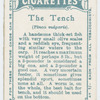 The tench (Tinca vulgaris).