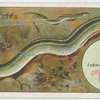 The eel (Anguilia vulgaris).