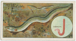 The eel (Anguilia vulgaris).