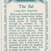 The eel (Anguilia vulgaris).