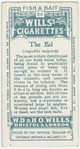 The eel (Anguilia vulgaris).