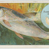 The dace (Leuciscus vulgaris).