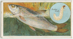 The dace (Leuciscus vulgaris).