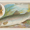 The rainbow trout (Salmo irideus).