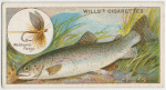 The rainbow trout (Salmo irideus).