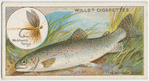 The rainbow trout (Salmo irideus).