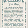 The bleak (Alburnus lucidus).
