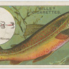 The char (Salmo alpinus).
