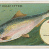 The shad (Clupea alosa).