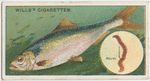 The shad (Clupea alosa).